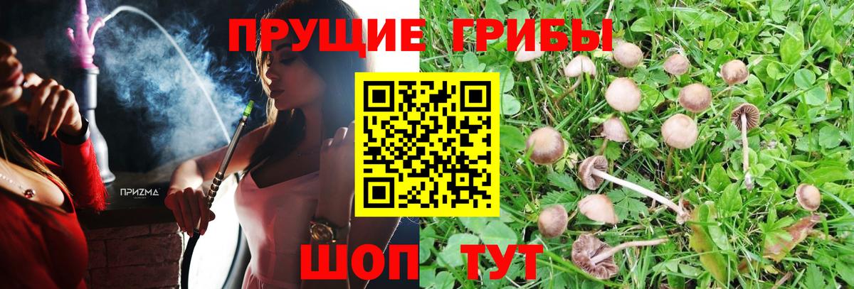 Люберцы  Псилоцибиновые грибы Cubensis  Вход с VPN 